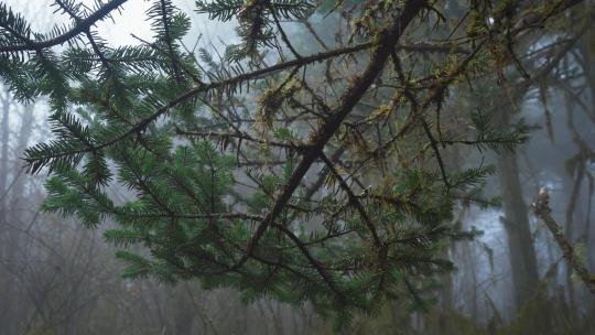 下雨天迷雾森林中的松树枝叶