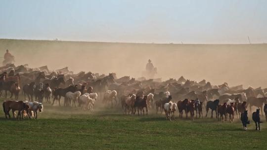 高清实拍草原马骑马一群马内蒙古