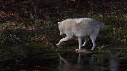 北极狼从沼泽上的岩石上走下进入森林slomo