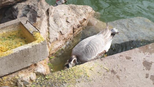 鸭子斑头雁在岸边水中觅食吃饲料