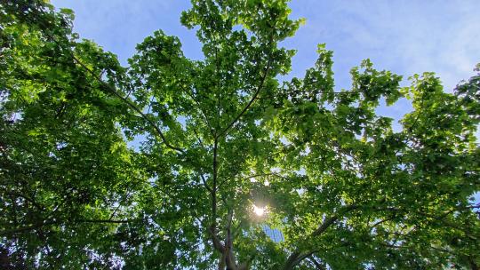 城市里的参天大树_8K 夏天阳光透过树叶高清在线视频素材下载