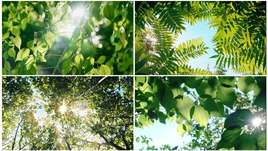 夏天阳光穿过树叶清新空镜