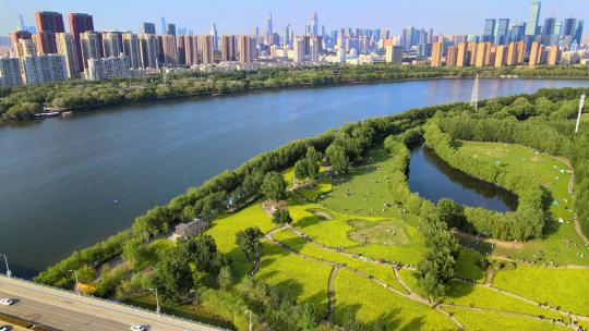 4K超清沈阳城市公园油菜花海自然景观