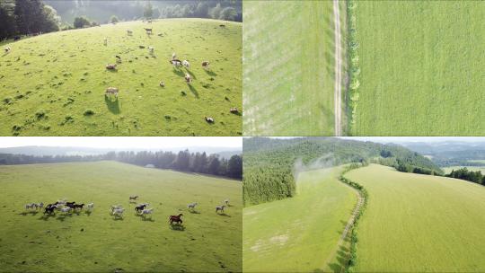 牧场·马匹·奶牛航拍高清在线视频素材下载