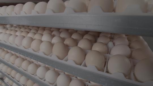 鸡蛋养鸡场鸡蛋孵化车间鸡蛋扫光LOG