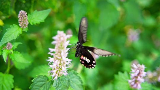 蝴蝶在藿香花上飞舞采蜜授粉慢镜头特写