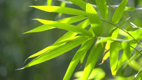 自然实拍阳光明媚竹林自然风光实拍视频4K视频素材模板下载
