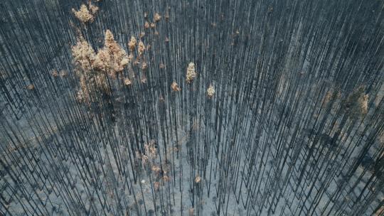 云南旅游风光腾冲森林大火后黑色枯树视频素材模板下载