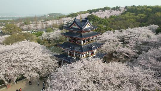 原创 江苏无锡太湖鼋头渚樱花谷航拍风光