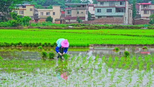 农民插秧水稻种子