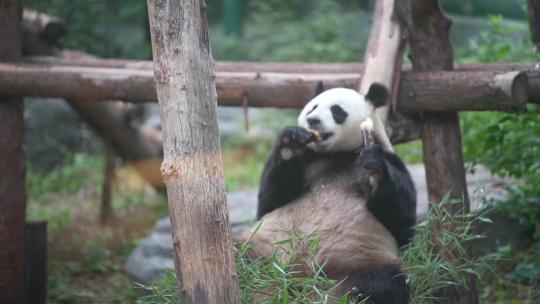 6798 大熊猫 熊猫 动物园视频素材模板下载