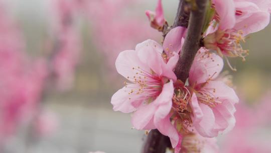 北京春季春天清明的樱花