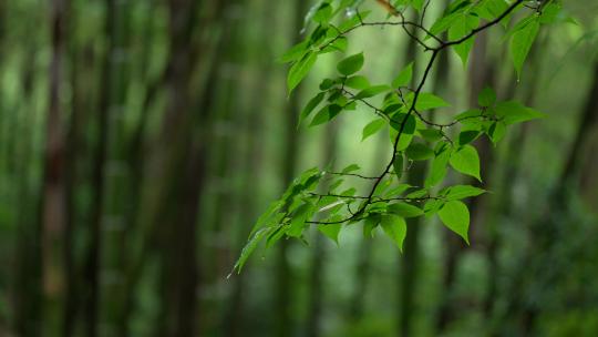 杭州虎跑下雨天的绿色树叶有雨水滴落