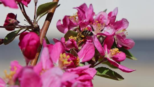 樱花 蜜蜂 慢动作 春季 花朵采蜜