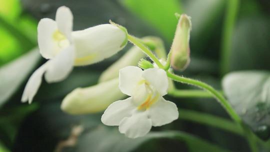 白色大根报春苣苔花白花朵
