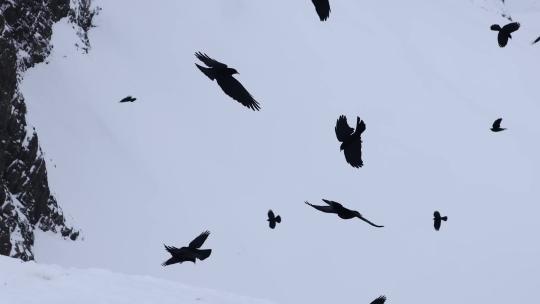 黑色鸟群高原雪山飞行盘旋