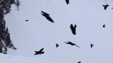 黑色鸟群高原雪山飞行盘旋高清在线视频素材下载