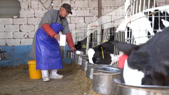 奶牛 小奶牛 奶牛场 奶牛养殖 (37)
