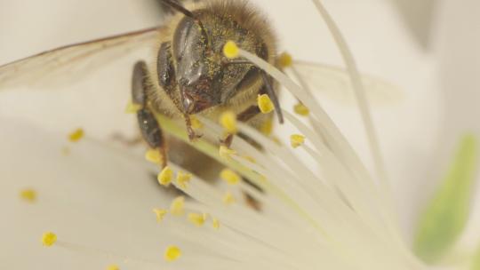 蜜蜂采蜜花蕊实拍