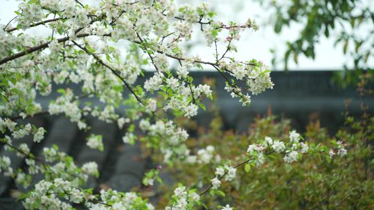 杭州钱王祠春天清明节雨天古建筑自然唯美