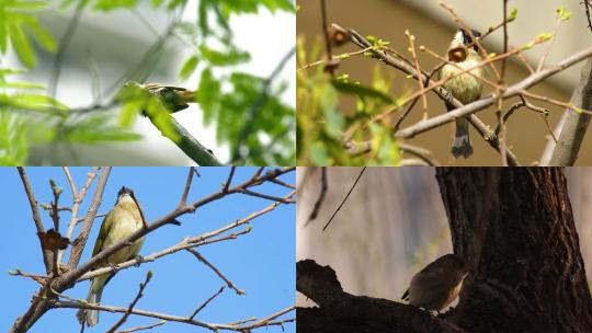 【合集】麻雀在细树枝上栖息观望