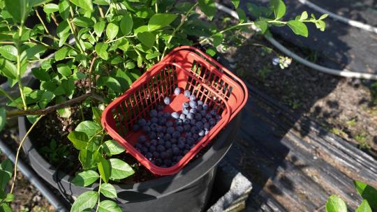 农民将采摘的蓝莓放入篮筐视频素材模板下载