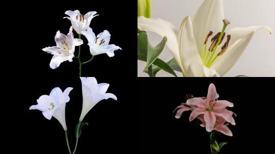 【合集】百合花植物鲜花花卉生态大自然视频素材模板下载