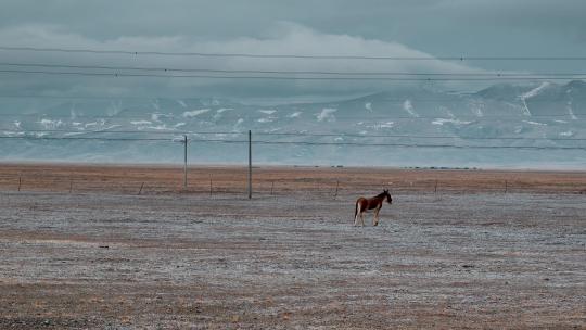 西藏旅游风光荒凉雪域高原一头野驴