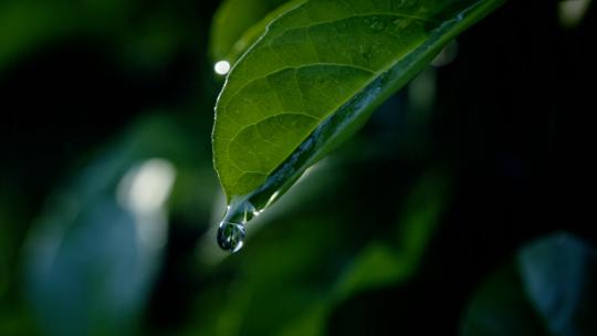 【合集】树叶滴水水滴露水一滴水下雨意境