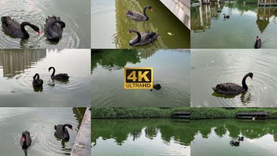 黑天鹅 觅食 湿地公园 湖中天鹅 4K视频素材模板下载