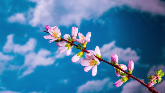 春天桃花花开延时