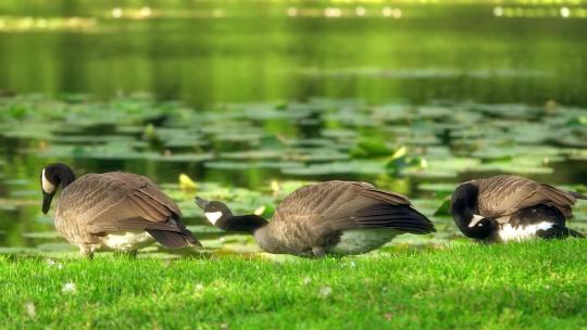 美丽的鸭子在湖边的草地上视频素材模板下载