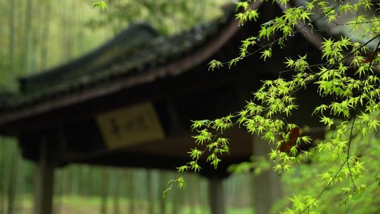 杭州云栖竹径春季清明节雨天古建筑自然唯美