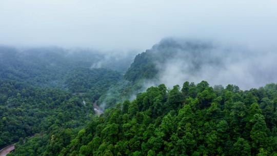 大自然景观穿云山川云雾生态大自然晨雾