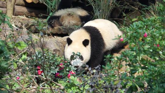 大熊猫 动物 国宝