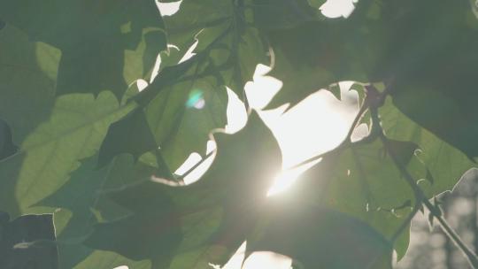 阳光透过树叶枫叶清新阳光夏日