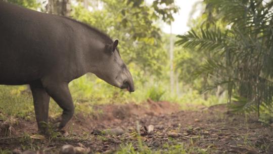 南美貘在森林中行走慢动作