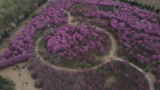 沣东梅园梅花开游客赏花17