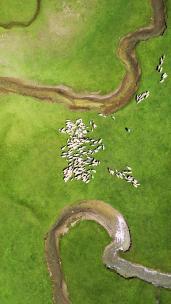 航拍绿地羊群和小溪