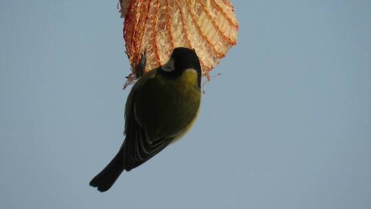 一只绿色的麻雀正在吃挂在塑料网里的食物