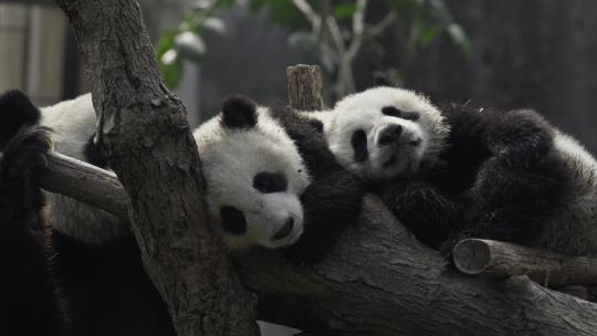 两只可爱大熊猫宝宝在睡觉视频素材模板下载