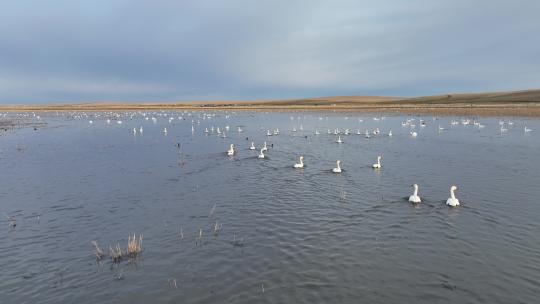 航拍天鹅迁徙途中歇脚在呼伦贝尔草原湿地