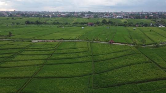 农村稻田的鸟瞰图