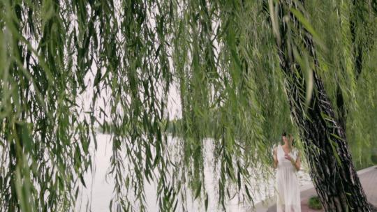 年轻女子行走，远眺，站在湖岸，背景是柳树/中国北京