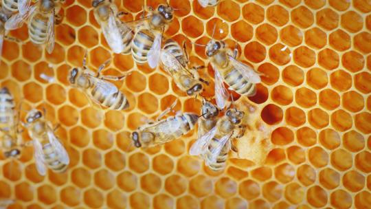 蜂蜜蜂巢蜜蜂特写镜头视频素材模板下载