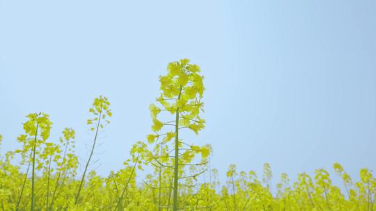 美女油菜花