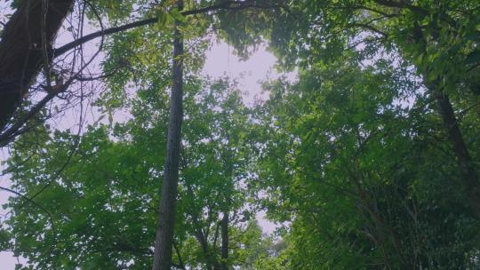 森林树木阳光空镜