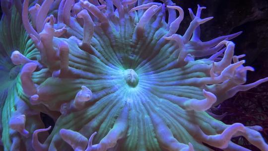 海洋馆被水流带动漂浮的海葵4K