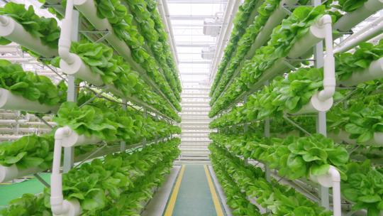 蔬菜大棚-温室大棚-科技农业