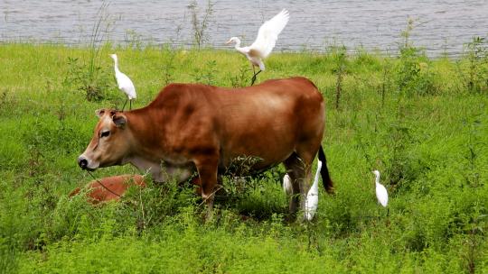 田园牧歌 黄牛背成了白鹭的落脚点